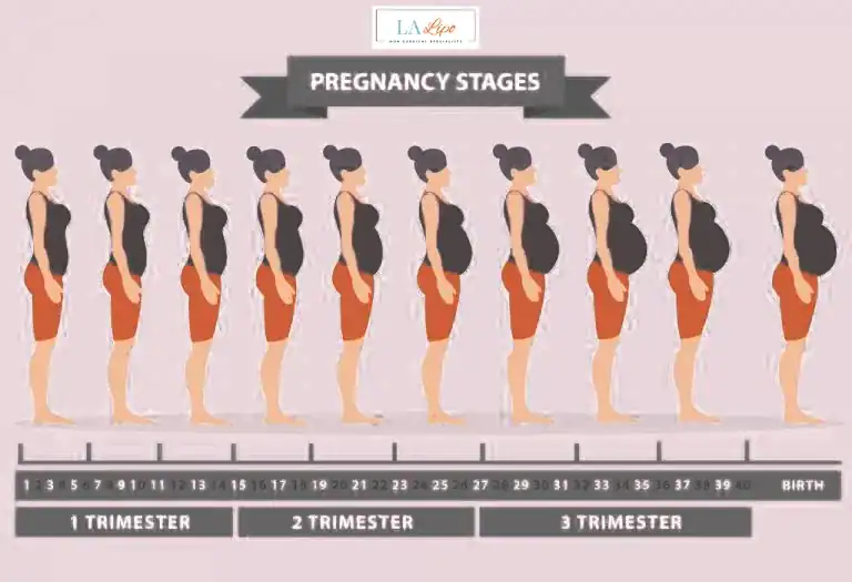 First Trimester (Weeks 1–12): Early Changes You Might Not Notice Shropshire